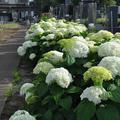 令和7年お盆供養に関するお知らせ(禅行事は9月から開催です)